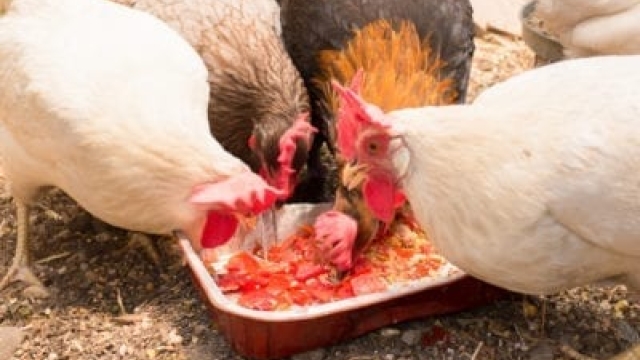 Alimento para pollos de cosecha propia: cómo cultivar alimento para pollos en el jardín
