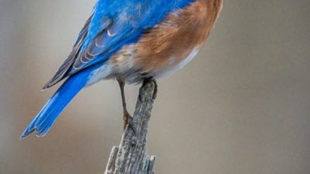 Atraer pájaros azules: qué necesitan los pájaros azules para vivir en su propiedad