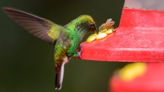 Comedero para colibríes Control de abejas: Evitar que las abejas se acerquen a los comederos para colibríes