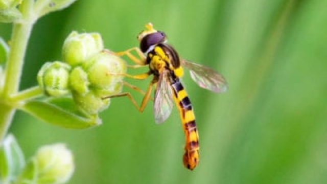 Cómo polinizan las moscas: aprenda sobre los tipos de moscas polinizadoras