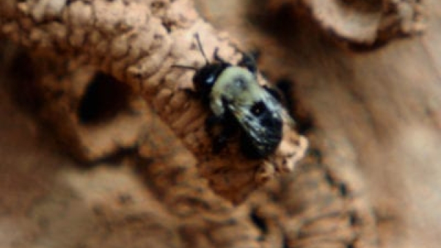 Información de Digger Bee: ¿Qué son esas abejas en el suelo?