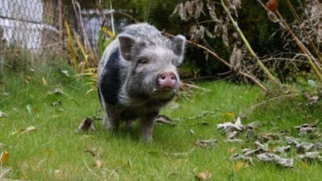 Mantener cerdos de traspatio: cómo criar cerdos en el traspatio