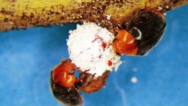 ¿Qué es un destructor de cochinillas? Escarabajos destructores de cochinillas en jardines