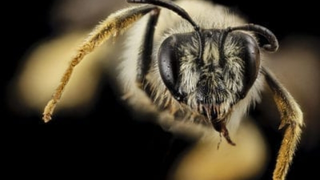 ¿Qué son las abejas aceiteras? Aprenda sobre las abejas que recolectan aceite de las flores