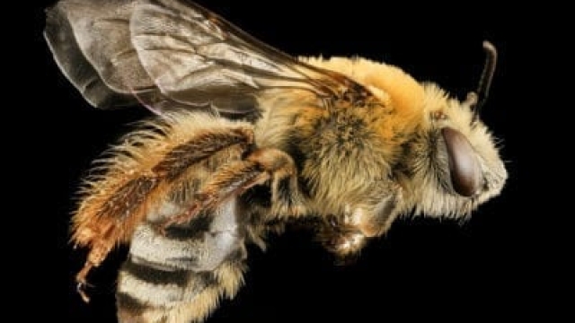 ¿Qué son las abejas calabazas? Aprenda cómo atraer abejas calabazas a su jardín