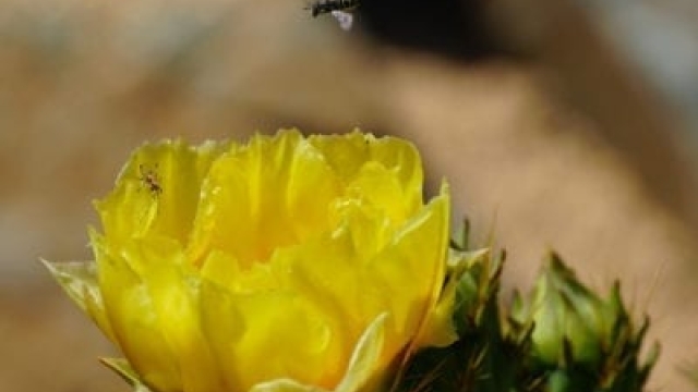 ¿A las abejas les gustan las suculentas? Cultivo de suculentas en flor para abejas y polinizadores