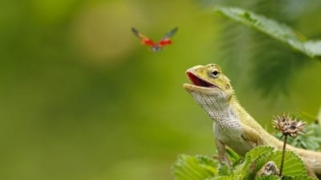 Atraer lagartos al jardín: cómo crear un jardín apto para los lagartos