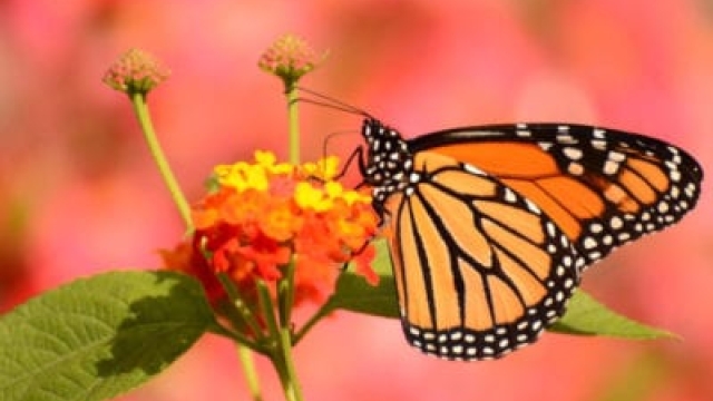 Beneficios del jardín de mariposas: ¿Cómo son buenas las mariposas para el jardín?