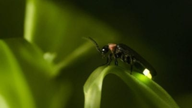 ¿Las luciérnagas matan las plagas? Aprenda sobre las luciérnagas como control de plagas