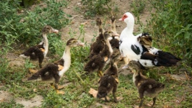 Mantener a los patos seguros en el jardín: aprenda sobre las plantas venenosas para los patos