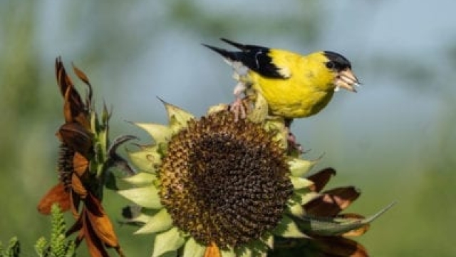 Plantas para alimentar a los pájaros: cómo cultivar su propio alpiste