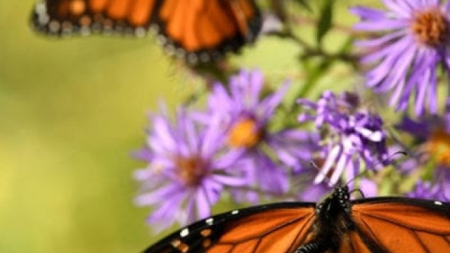 Plantas para orugas monarca: cómo atraer mariposas monarca