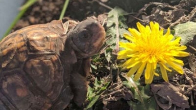 Plantas seguras para las tortugas: aprenda sobre las plantas que pueden comer las tortugas