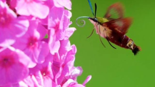 ¿Qué es una polilla colibrí? Aprenda sobre los polinizadores de la polilla colibrí