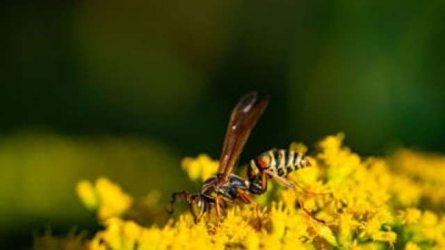 ¿Son las avispas polinizadoras? Aprenda sobre las avispas polinizadoras en los jardines