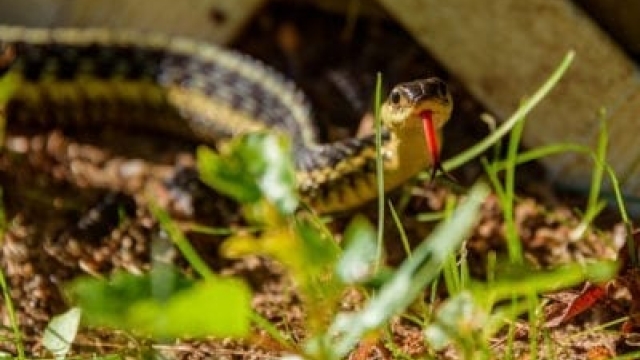 Tipos de serpientes de jardín: identificación de serpientes inofensivas en el jardín